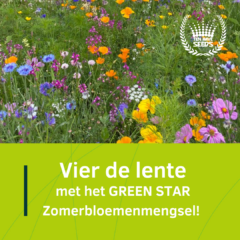 Feiern Sie den Frühling mit der Green Star Sommerblumenmischung!