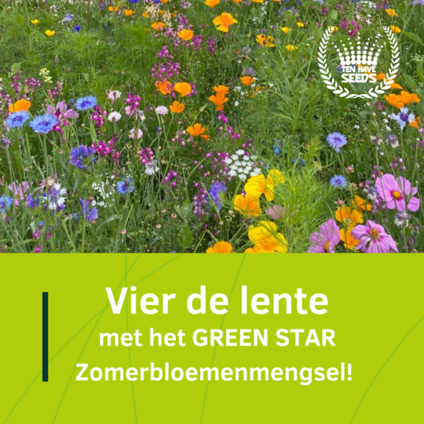 Feiern Sie den Frühling mit der Green Star Sommerblumenmischung!